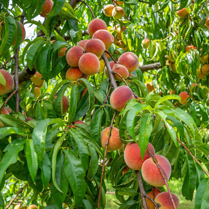 🔥 65K+ SOLD! 🍑 Heirloom "Honey Red" Dwarf Peach Tree Live Seeds