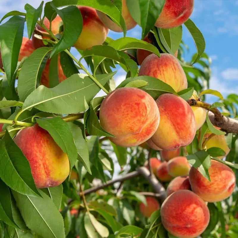 🔥 65K+ SOLD! 🍑 Heirloom "Honey Red" Dwarf Peach Tree Live Seeds
