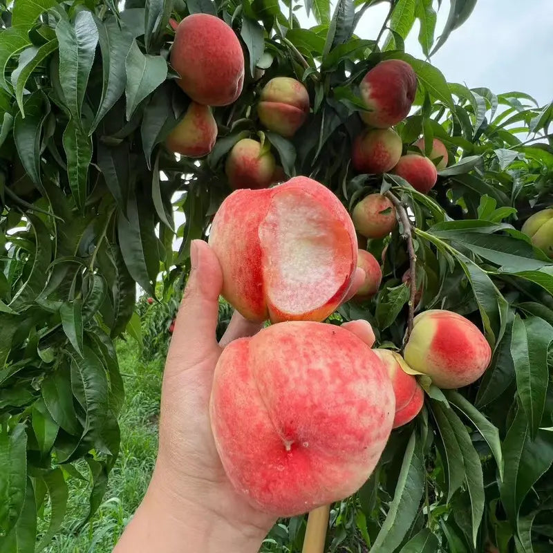 🔥 65K+ SOLD! 🍑 Heirloom "Honey Red" Dwarf Peach Tree Live Seeds