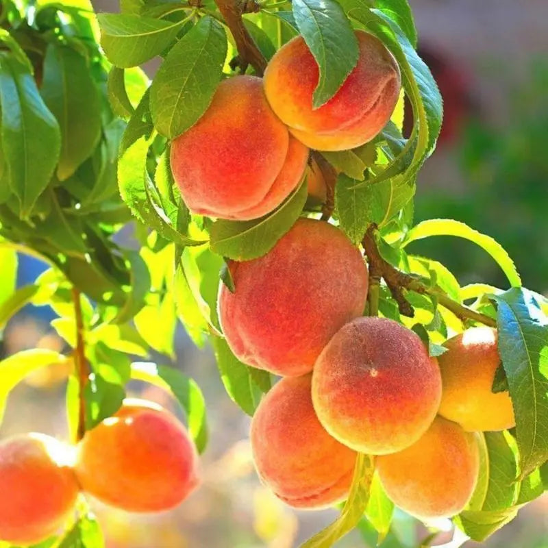 🔥 65K+ SOLD! 🍑 Heirloom "Honey Red" Dwarf Peach Tree Live Seeds