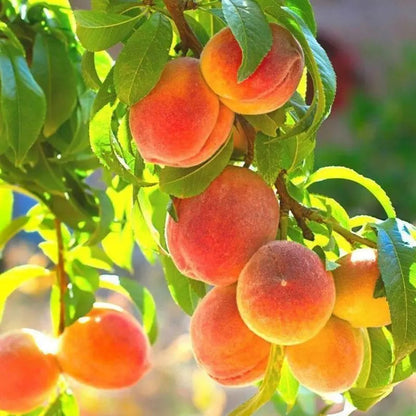 🔥 65K+ SOLD! 🍑 Heirloom "Honey Red" Dwarf Peach Tree Live Seeds