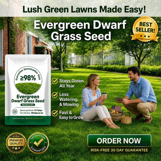 🔥Last Day Promotion 49% OFF🔥🌱2026 Evergreen Dwarf Grass Seed for Four Seasons| Durable, Vibrant Green All Year