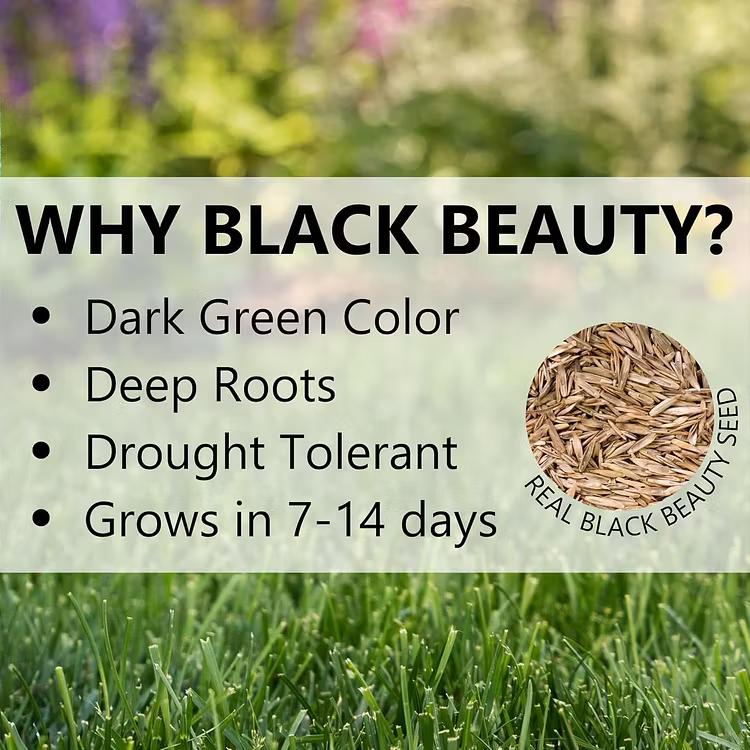🔥Last Day Promotion 49% OFF🔥🌱2026 Evergreen Dwarf Grass Seed for Four Seasons| Durable, Vibrant Green All Year